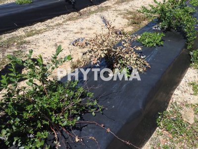 Phytophthora cinnamomi